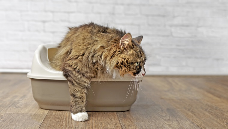 Cute longhair cat going out of a Litter box. Panramic image with copy space.