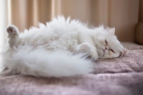 White Persian Cat lying on back