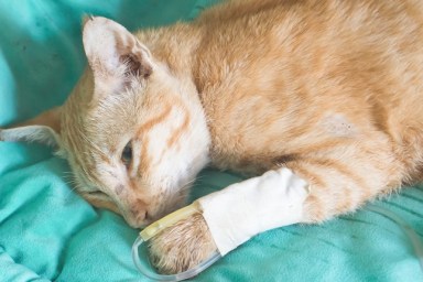 fluid therapy in cat