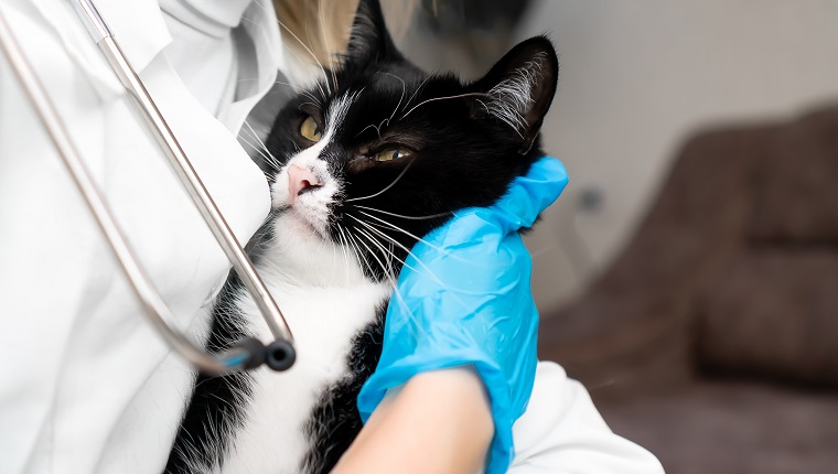 Veterinarian in a white coat with a phonendoscope and blue gloves holds a black and white cat in his arms close-up