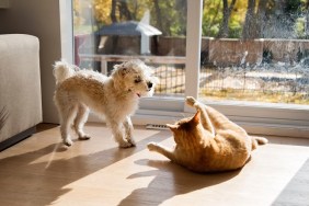 Active encounter between young domestic cat and Morki puppy. They look like fighting but this is their way of playing together. Horizontal indoors full length shot with copy space.