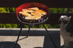 Side view of chicken breast on barbecue grill coocking on summer day, domestic cat enjoying the smell of food