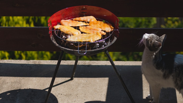 Side view of chicken breast on barbecue grill coocking on summer day, domestic cat enjoying the smell of food