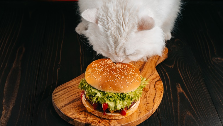 Cute fluffy cat in sunglasses near burger on dark background. Kitty with tasty fast food meal with meat cutlet, onion, vegetables, melted cheese and sauce. High quality photo