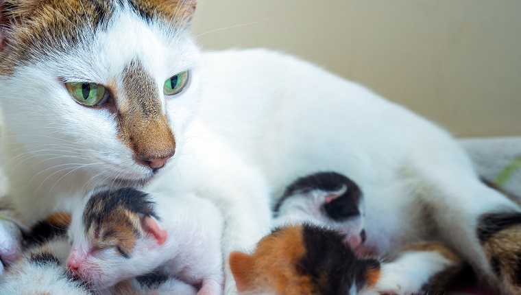 Cute Sweet Pet Animal Kitty and Mom Cat Photo