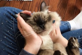 Girl holding her ragdoll cat.