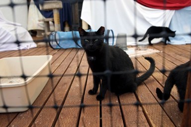 Mission Hills, CA - April 27: Cats are observed for behavior in the "working cat" area at the Best Friends Animal Society shelter on Thursday, April 27, 2017 in Mission Hills, CA. Among the services offered, volunteers here feed neonatal (unweaned) kittens - which are typically euthanized immediately around the clock.