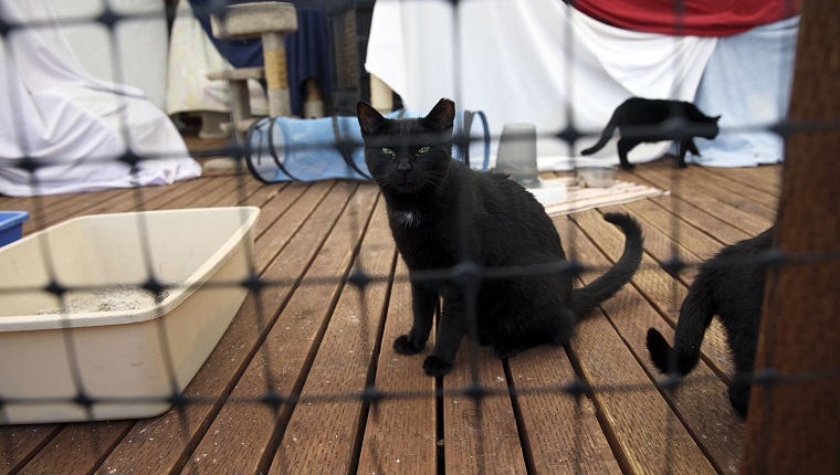 Mission Hills, CA - April 27: Cats are observed for behavior in the "working cat" area at the Best Friends Animal Society shelter on Thursday, April 27, 2017 in Mission Hills, CA. Among the services offered, volunteers here feed neonatal (unweaned) kittens - which are typically euthanized immediately around the clock.