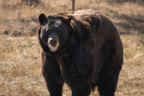 Wild Black Bear in the summertime, Wildlife Safari, Oregon, USA