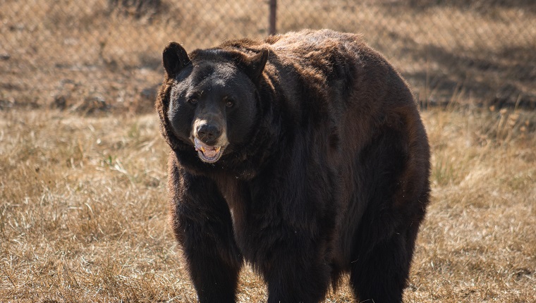 Wild Black Bear in the summertime, Wildlife Safari, Oregon, USA