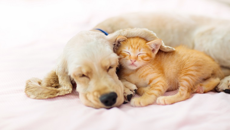 Cat and dog sleeping together. Kitten and puppy taking nap. Home pets. Animal care. Love and friendship. Domestic animals.