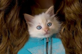 White kitten with blue eyes poking head out of zipped sweatshirt of teenage girl