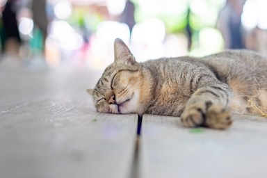 A gray funny drunk cat is sleeping after take a root of indian copperleaf (catnip) on the wooden floor.