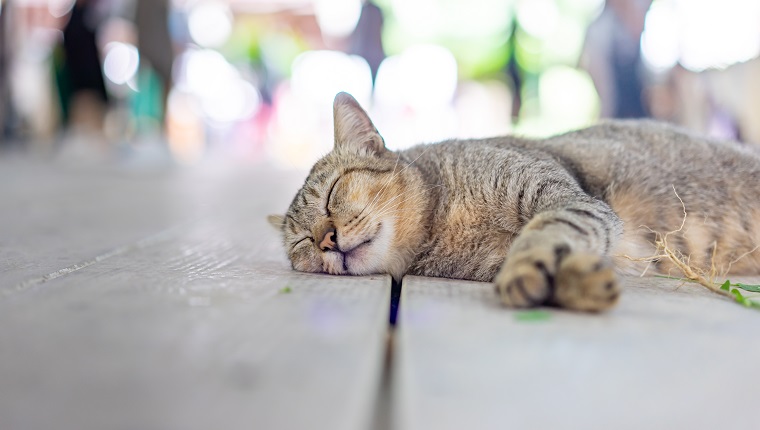 A gray funny drunk cat is sleeping after take a root of indian copperleaf (catnip) on the wooden floor.