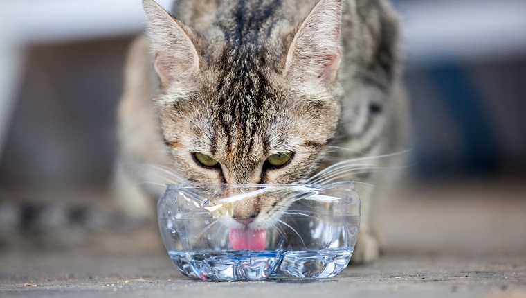 a cat is drinking, good view of his tongue