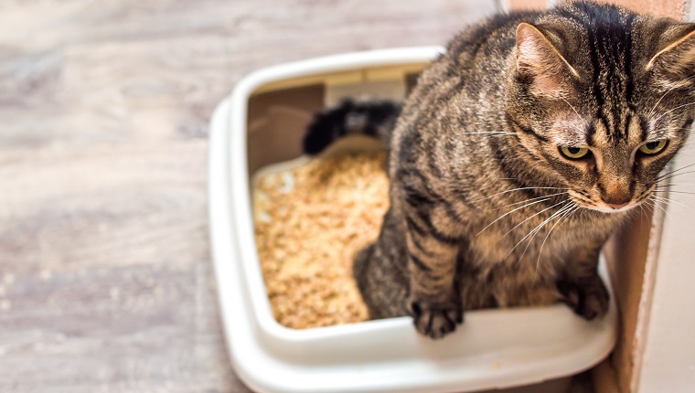 Cat pees in a pot with a wooden filling for cats