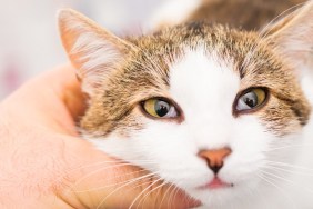 close-up photo of a cat with Horner syndrome