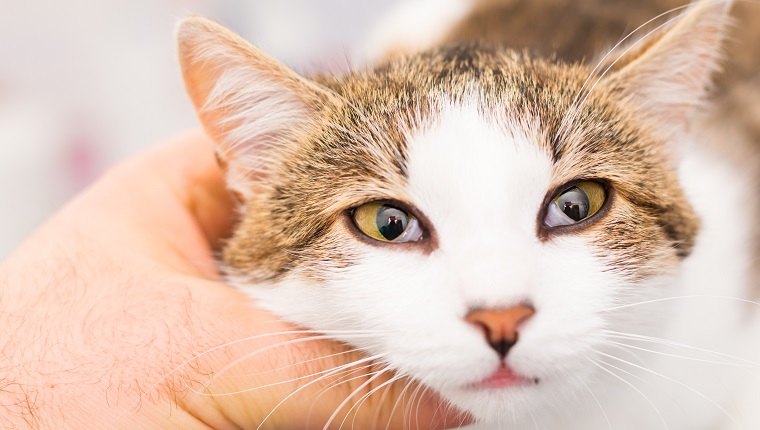 close-up photo of a cat with Horner syndrome