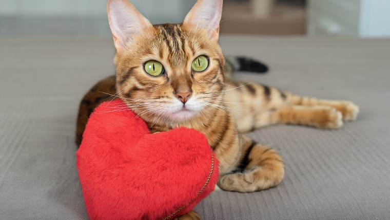 Bengal cat with a heart on Valentine's Day confesses his love to the owner