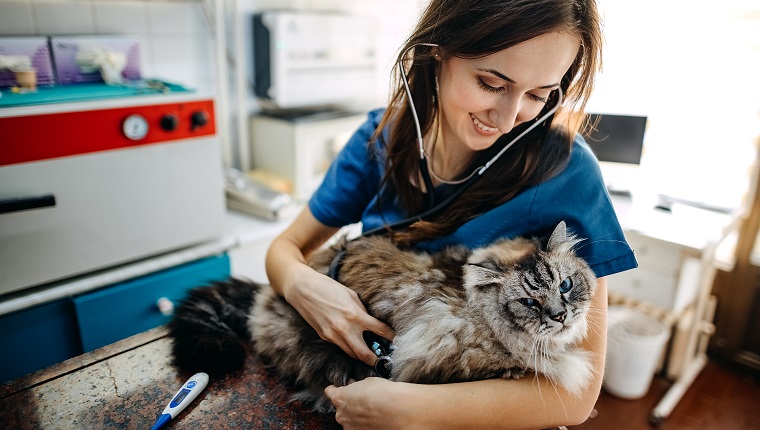 Young woman, a veterinarian by profession, examines a cat in her office