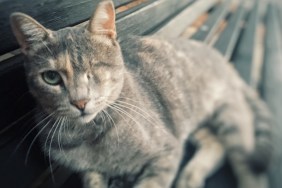 One-eyed cat, Israel, August 2017