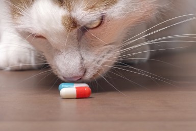 Cute tabby cat sniffs on medicine capsules.