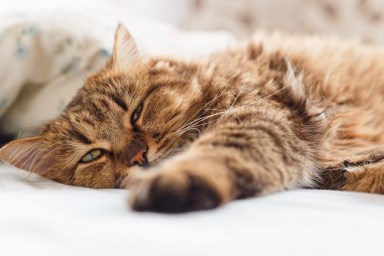 Ill cat lying with high temperature on the bed.