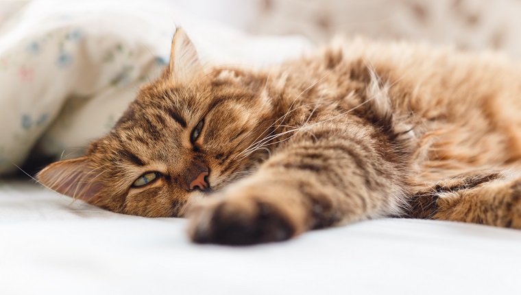 Ill cat lying with high temperature on the bed.