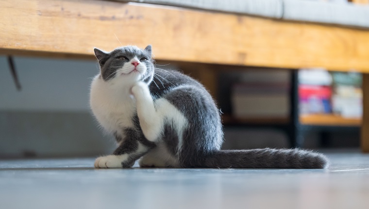 Cute British short hair cat kitten