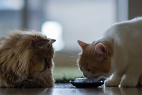 White and brown cat licking ice from a bowl as other brown cat looks on