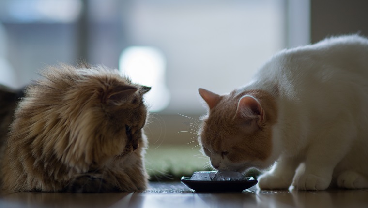 White and brown cat licking ice from a bowl as other brown cat looks on