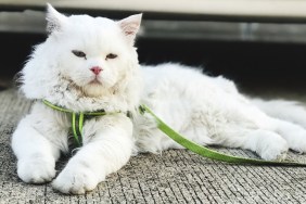 Cat Lying On Footpath