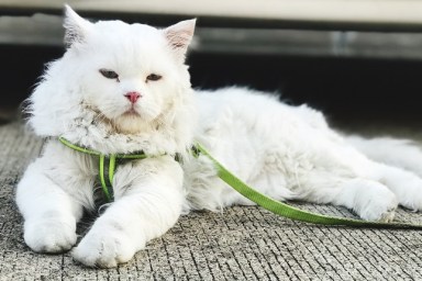 Cat Lying On Footpath