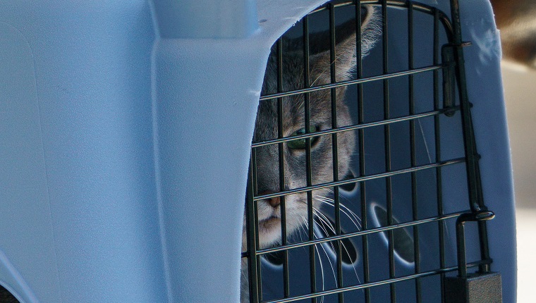 "Willow" the Biden's cat is taken to Marine One before US President Joe Biden and First Lady Jill Biden boarded Marine One on the South Lawn of the White House in Washington, DC on June 17, 2022. - The Bidens are spending the weekend in Rehoboth Beach, Delaware. (Photo by MANDEL NGAN / AFP) 