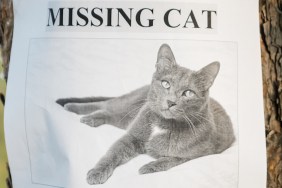 missing cat