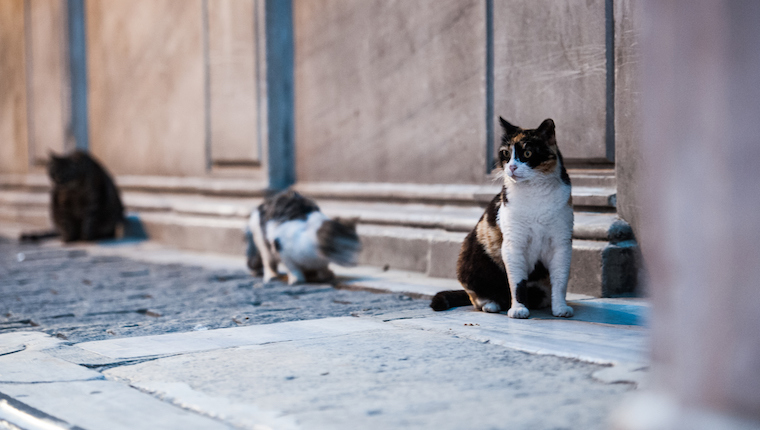 street cats