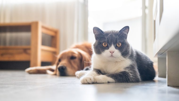 a dog and a cat lying down cats better than dogs