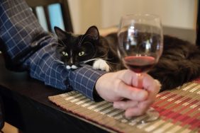 Long-haired tuxedo cat cuddling on the arm of a man drinking wine at a cat winery.