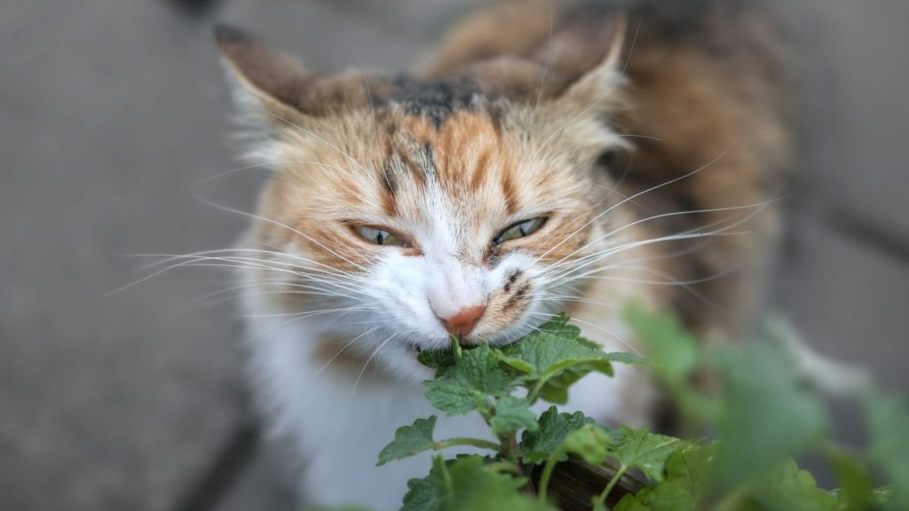 A cat chewing on and destroying plant wildlife.