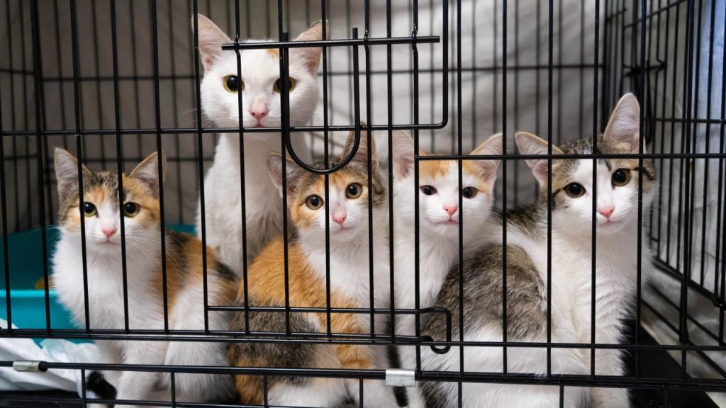 mother cat and kittens in cage cats recovered from hoarding