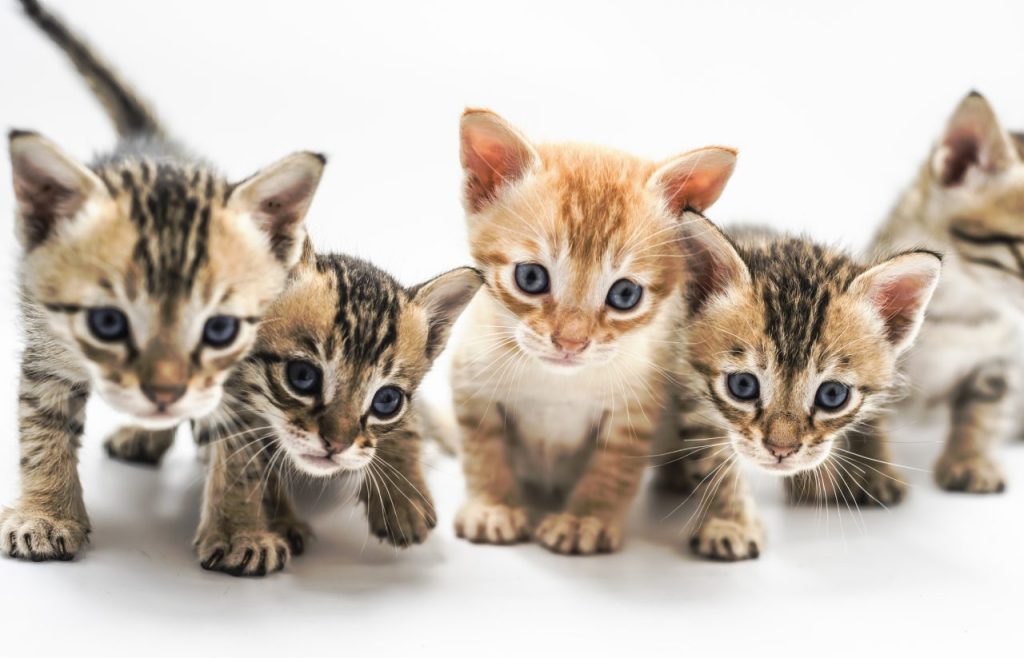 litter of kittens to give cat names by theme for