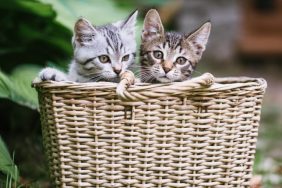 stray kittens in a basket