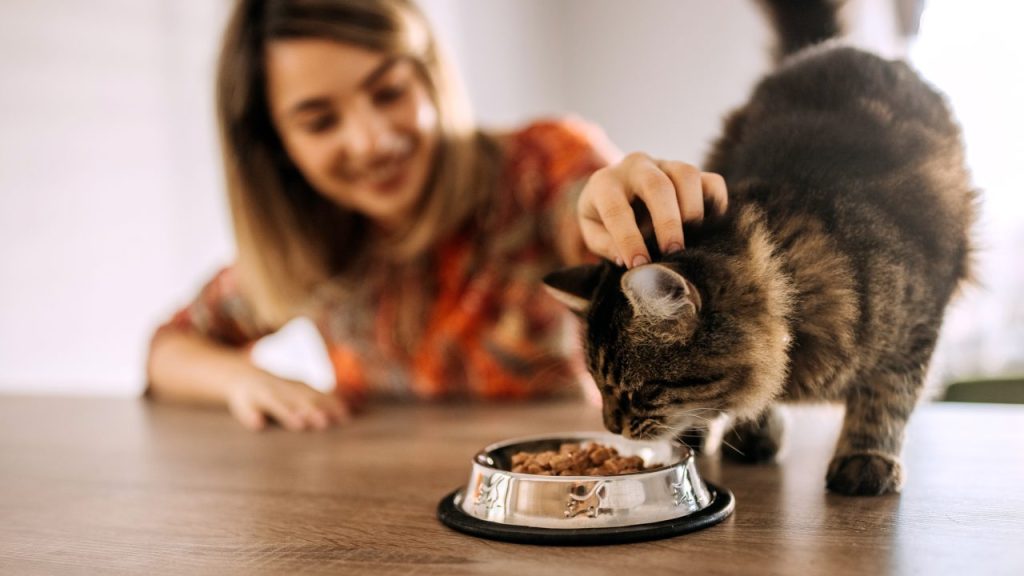 Happy woman free feeding cat on counter.