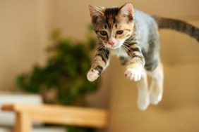 Tabby kitten pouncing in the air.