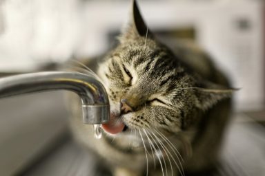 Tabby cat drinking from faucet in house.