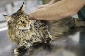 A long-haired tabby cat on an exam table receiving chiropractic care.