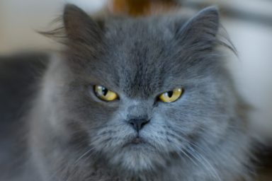 Dark grey jealous cat glaring at camera for attention.