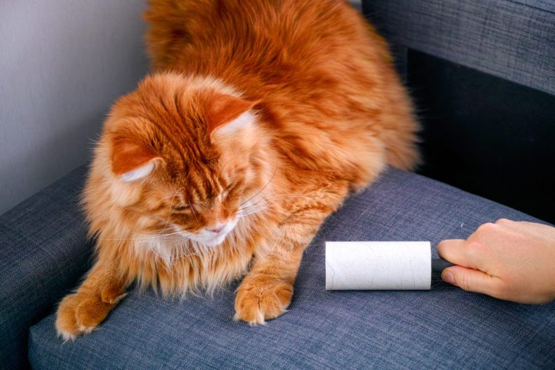 person cleaning cat hair off furniture next to long-haired cat