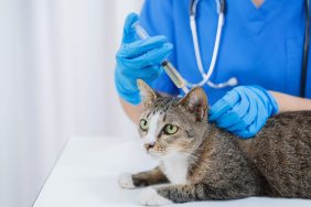 cat getting vaccination