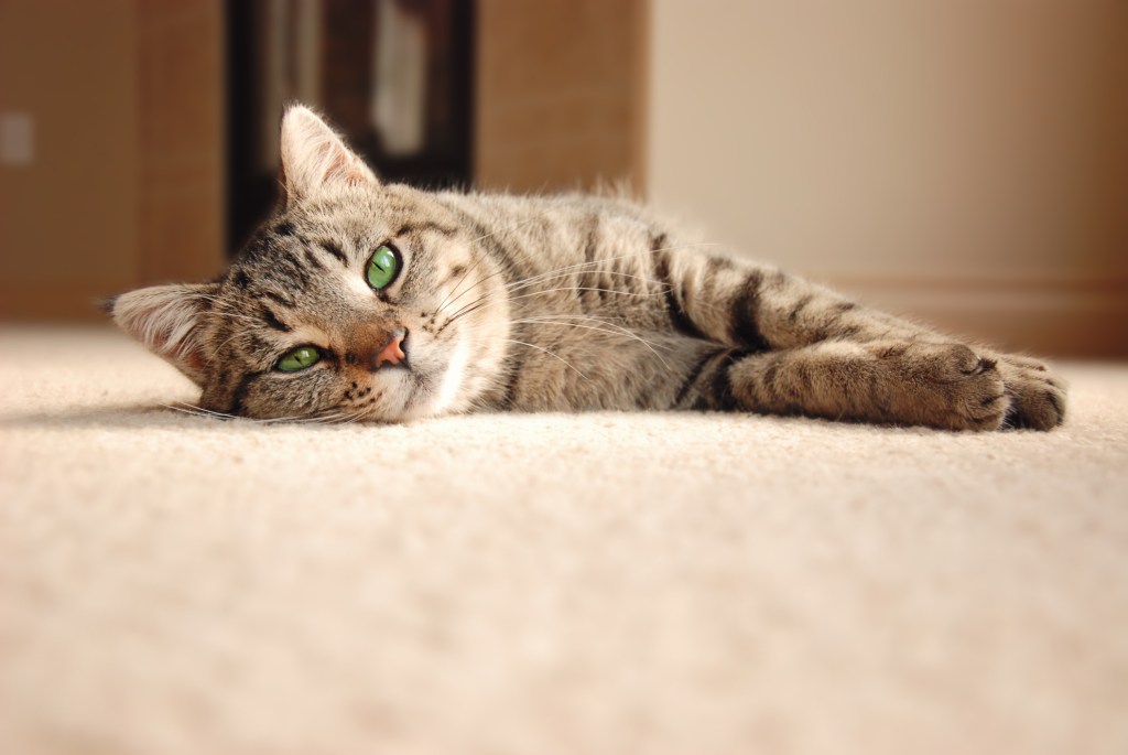 cat lying on carpet